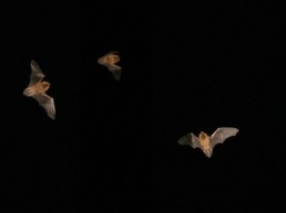 five pipistrelle bats flying at night