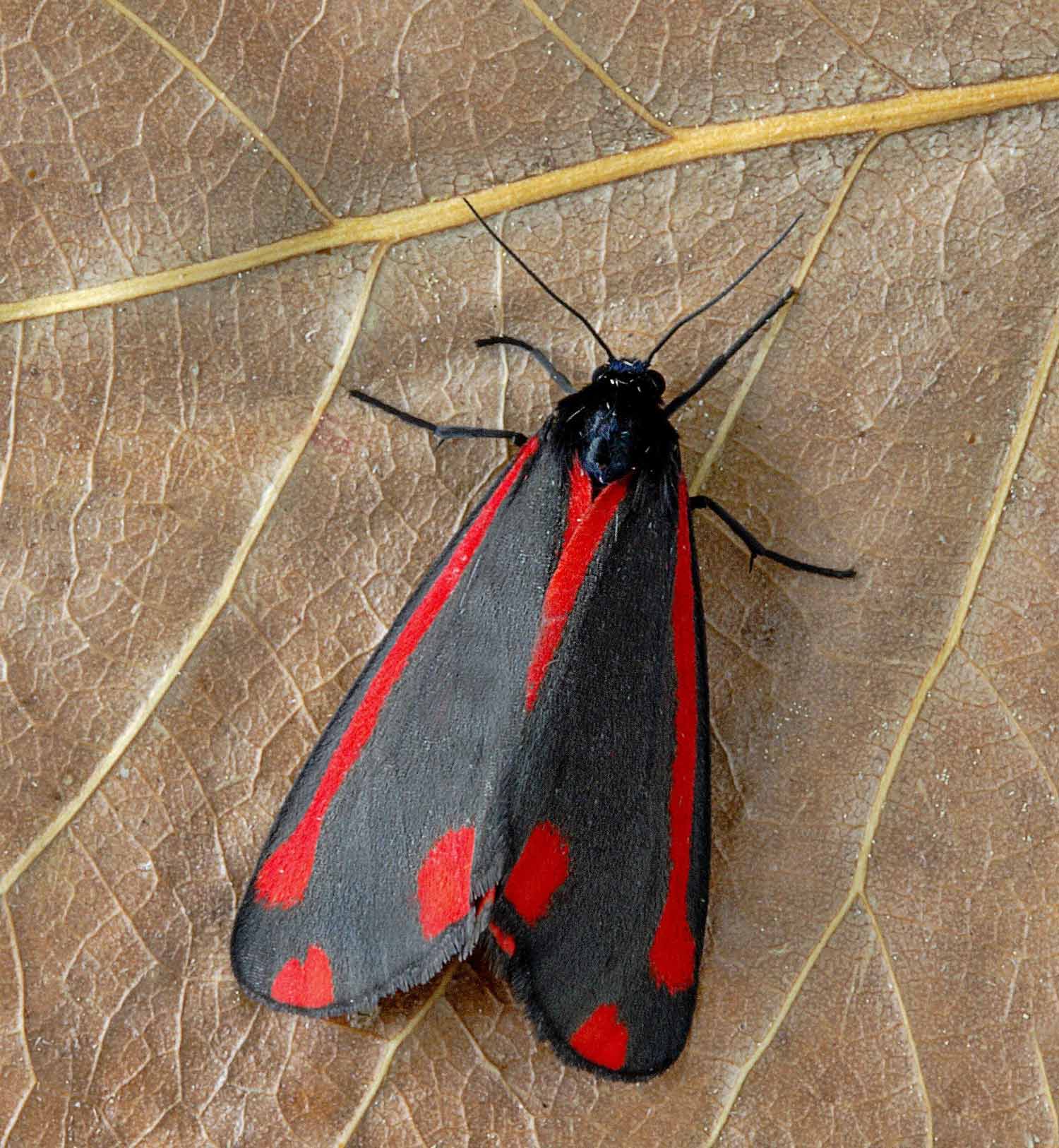 Photo of a Cinnabar moth