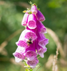 Photo of a Foxglove at Cody Dock