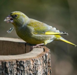 Photo of a greenfinch