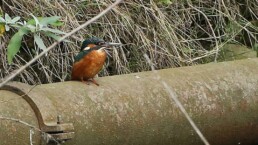 Photo of a Kingfisher at Cody Dock