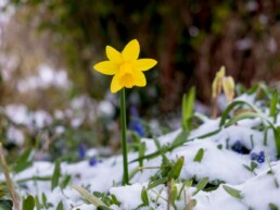 Single daffodil growing through the snow