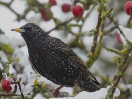 A Starling sitting in a tree surrounded by red berries and frosty snow