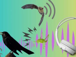 Bioacoustics, Sunday 5th May, 10am to 12am.